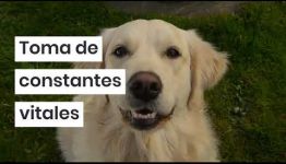 MIRA EL TEMARIO QUE ESTUDIARÁS Y LAS SALIDAS PROFESIONALES QUE OFRECE EL TITULARSE A DISTANCIA COMO AUXILIAR VETERINARIO DE ANIMALES DE COMPAÑÍA