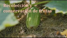 DESARRÓLLATE COMO PROFESIONAL AL GRADUARTE COMO FRUTICULTOR: ASIGNATURAS Y SALIDAS PROFESIONALES DEL CURSO