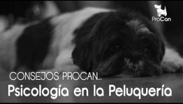 ¿QUIERES CRECER PROFESIONALMENTE CON EL CURSO DE PSICOLOGÍA CANINA Y FELINA A DISTANCIA?: TE ENSEÑAMOS LO QUE DICEN LOS PROFESIONALES