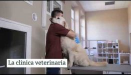 CONSULTA LAS ASIGNATURAS QUE APRENDERÁS Y LAS SALIDAS PROFESIONALES QUE OFRECE EL GRADUARSE COMO AUXILIAR VETERINARIO