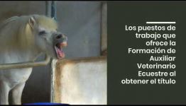 EN EL SIGUIENTE VÍDEO PODRÁS CONSULTAR LAS SALIDAS PROFESIONALES Y LAS ASIGNATURAS QUE APRENDERÁS AL OBTENER EL TÍTULO COMO AUXILIAR VETERINARIO ECUESTRE