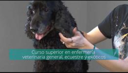 LO QUE COMENTAN LOS TITULADOS SOBRE FORMARSE A DISTANCIA COMO AUXILIAR VETERINARIO DE ANIMALES EXÓTICOS